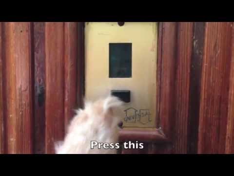 Canine Chronicles #1 Apartment Tour