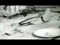Kontravoid - Cut To Cleanse (Video) 