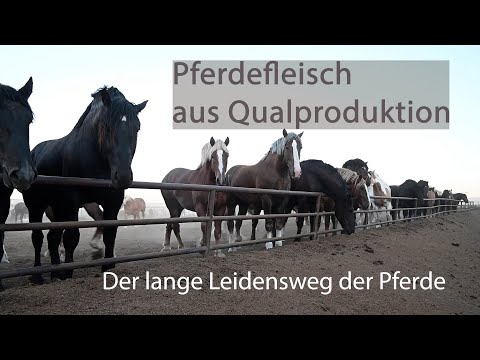 , title : 'Kanada: Pferdefleisch aus Qualproduktion - Der Lange Leidensweg der Pferde'