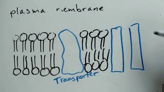 Membrane transport sketch video