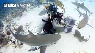 Feeding Lionfish to a Swarm of Sharks | Fishing Impossible | The Travel Edit