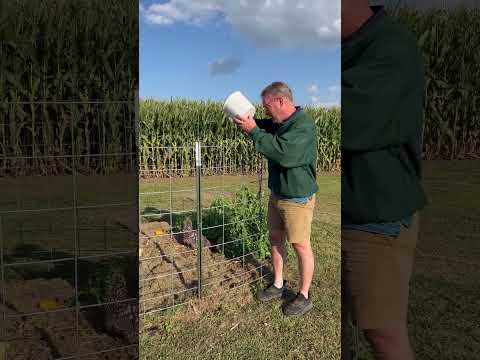 How To Feed Eggshells Back To Your Chickens!