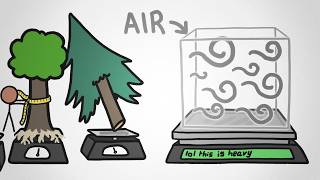 Forest's Heaviest Part: Soil, Not Trees — Full Breakdown & Transcript