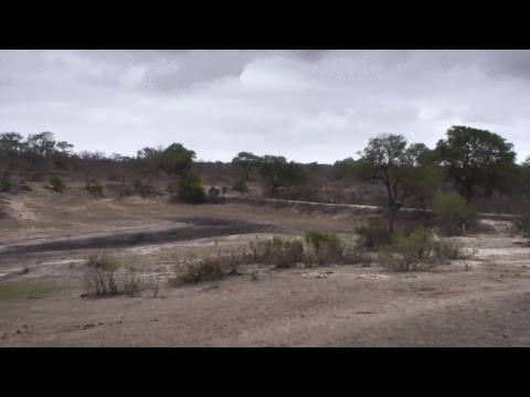Djuma Private Game Reserve Live Stream