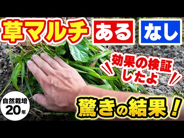 草マルチの驚くべき保水効果と注意点
