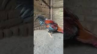 Download lagu MB-890 menoreh breeder mp3