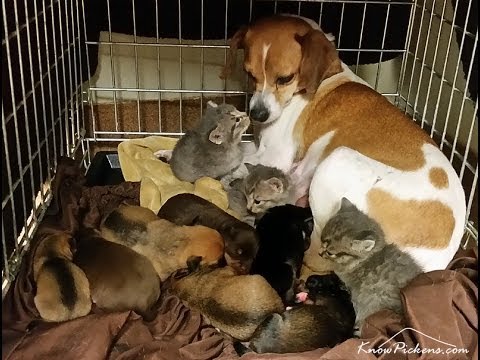 Mother Dog Adopts Tiny Kittens