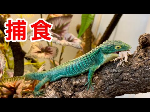 IUCN分類における絶滅の危険性を示す図。