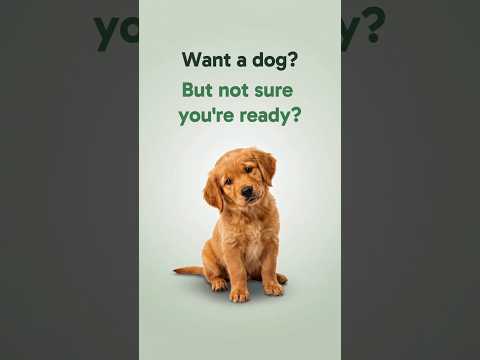 TestDog: Dog Care Simulator video thumbnail