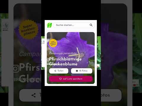 Glockenblumen: Blütenpracht für Garten & Balkon im Frühling