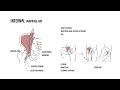 Snapping Hip Syndrome Explained – Causes, Symptoms & Treatment