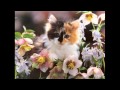 Спокойная музыка 