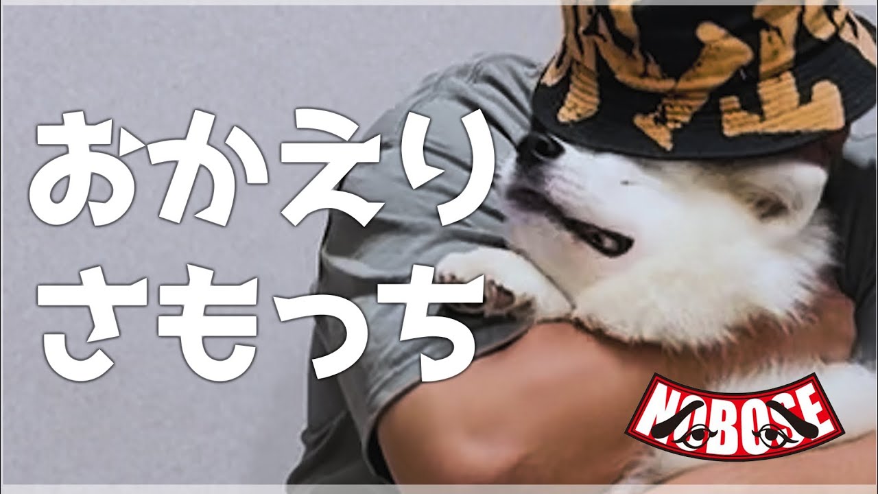 さもっち修行から帰還　#NOBOSE  #サモエド　#さもっち