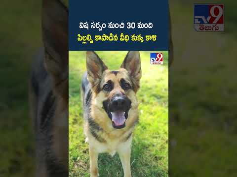 విష సర్పం నుంచి 30 మంది పిల్లల్ని కాపాడిన వీధి కుక్క కాళి - TV9