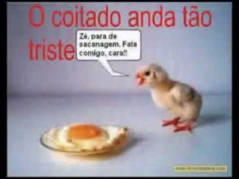 Pintinho Doente - Nilo José