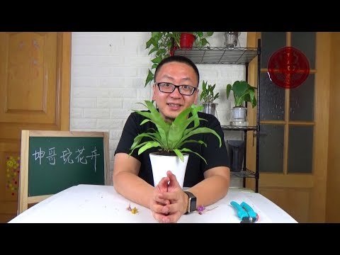 火焰鳥巢蕨