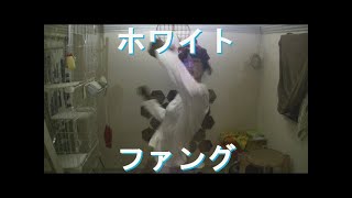 【はじめの一歩】ホワイトファング【独自解説！】
