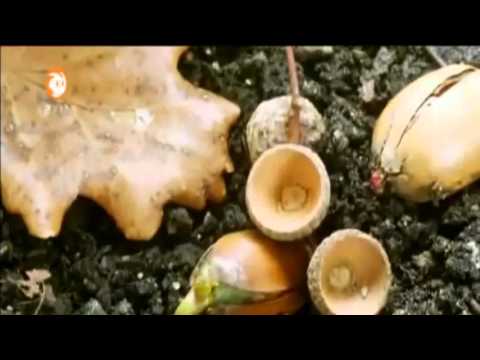 Löwenzahn • Staffel 30 Folge 1