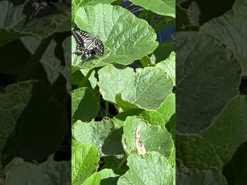 園芸 かぼちゃ、かぼちゃ