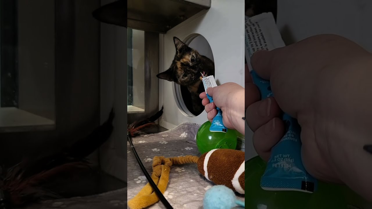 Enlarge Rarity, a Adoptable Domestic Short Hair in Nashville, IN video 2/2