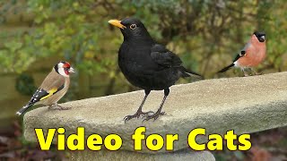 Videos for Cats ~ Garden Birds Time  ⭐ 8 HOURS ⭐