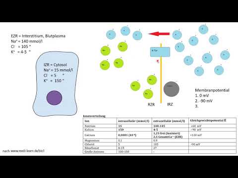 Physiologie - Grundlagen, Ionenverteilung, Ruhemembranpotential, Gleichgewichtspotential