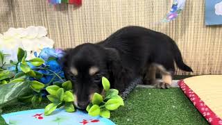 ミニチュアダックスの動画01