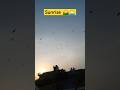 Sunrise 🌄🌅🌅 #shorts #sunrise #sunset #birds #viral #sun