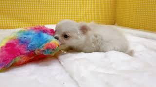 チワワ（ロング）の動画01