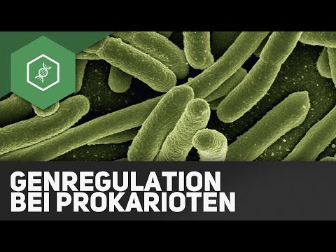 Gene regulation in prokaryotes - Operon model (obsolete)