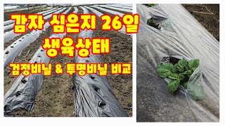 감자 심은지 26일 검정비닐 그리고 투명비닐 생육 비교 수미감자 감물감자 괴산감자 자연특별시괴산 자연울림 괴…
