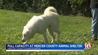 Full Capacity At Mercer County Animal Shelter