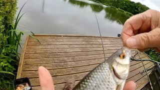 Which is the Best Fishing bait: Raw or Cooked Prawns | Underwater footage