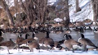preview picture of video 'B C P Geese Spring Return 2015'