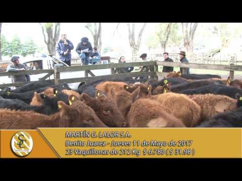 11-05-17 Venta de Hembras - Martin G. Lalor S.A. - Benito Juárez