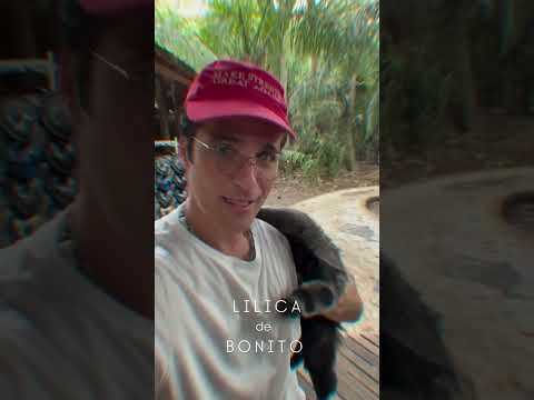 Bruno Gagliasso mergulha em Bonito #Shorts