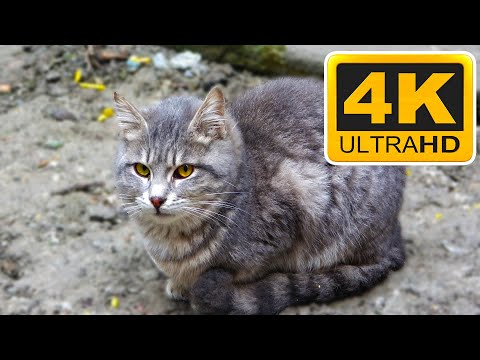Silver Tabby - Silver Tabby Cat (CAT 4K) 2021
