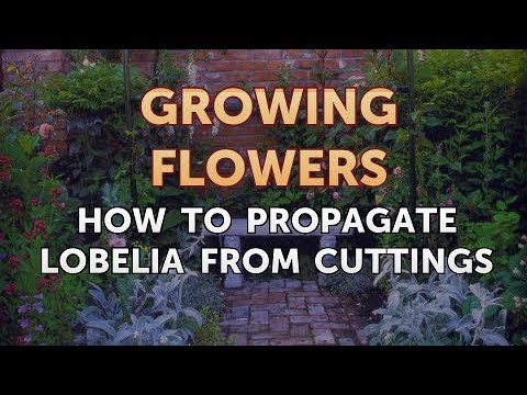 How to Grow Lantana From Saved Seeds