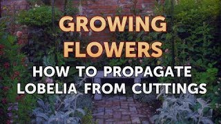 How to Propagate Lobelia From Cuttings