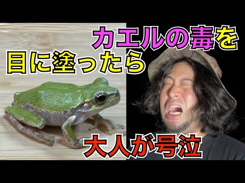 毒を噛んで蛇行する両生類