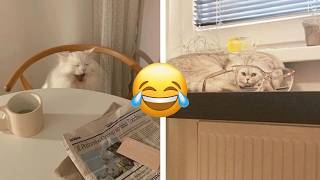 The Funniest Cats and dogs😂 🐱 - Don't Try To Hold Back Your Laughter 🤣#Funnydogs #funnycats