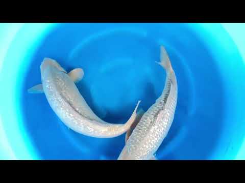 Jks 493 Sansai Female Gr Soragoi 61-63 cm