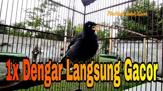 Download lagu Suara Khas Jalak Kebo Untuk Pancingan Jalak Kebo Obyokan / Pancingan Jalak Kebo Muda Cepat Gacor mp3