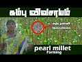 கம்பு விவசாயம் Pearl Millet Cultivation பாரம்பரிய கம