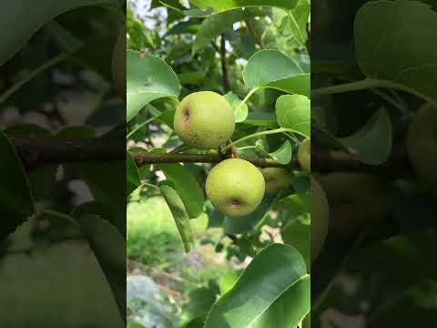 これが、すぐに果樹にホイルを被せるべき理由です。  庭園