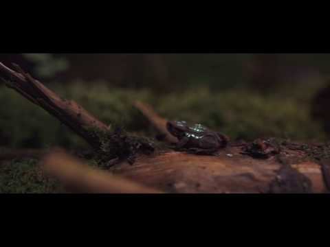 Phattcut - Tree of Life (Official) HQ