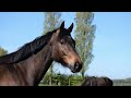 Hongre 3 ans CSO