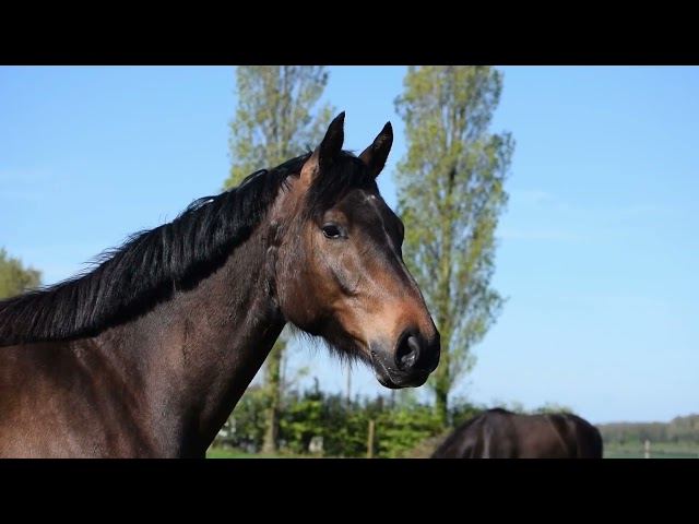 Hongre 3 ans CSO