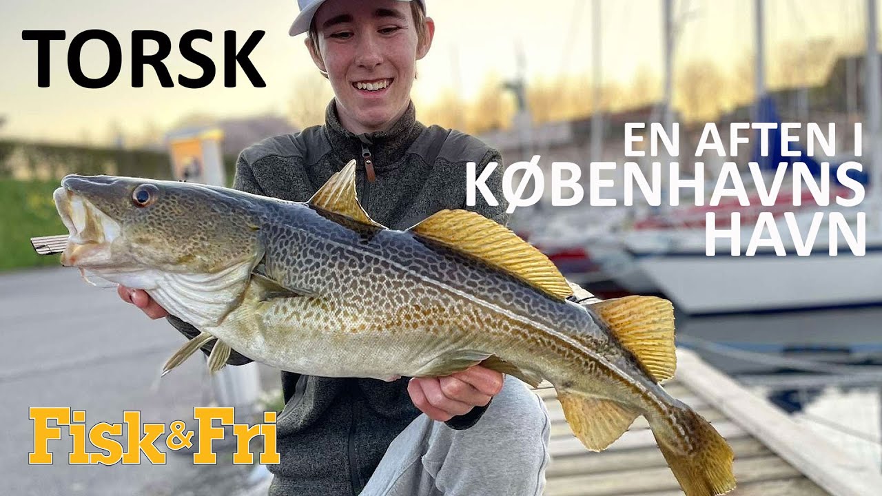 NY VIDEO: TORSK – EN AFTEN I KØBENHAVNS HAVN