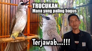 Download lagu Trucukan mana yang paling bagus,ini jawaban paling di cari mp3 Download lagu Trucukan mana yang paling bagus,ini jawaban paling di cari mp3